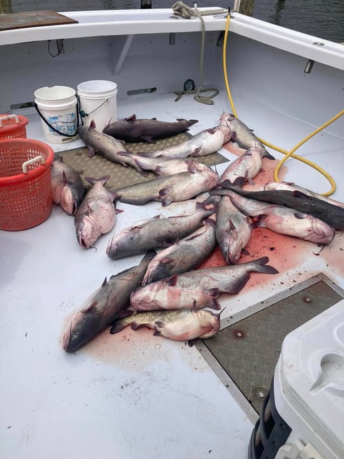 Spring Catfish Trip
