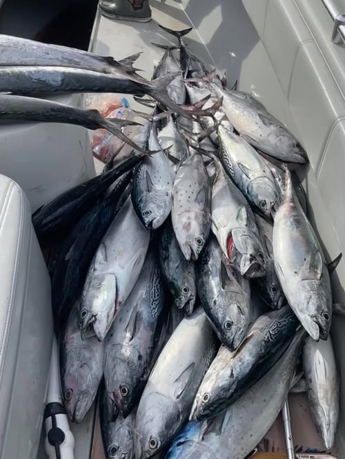 4-8 Hour Trip - Trolling /livebait