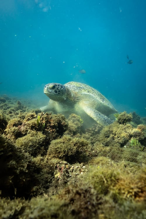 Snorkeling