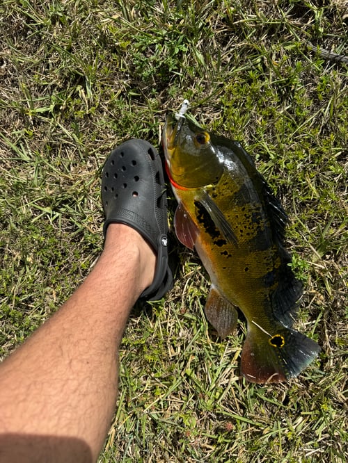 Land Based Peacock Bass Trip