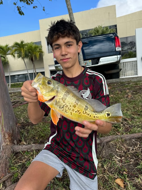 Land Based Peacock Bass Trip