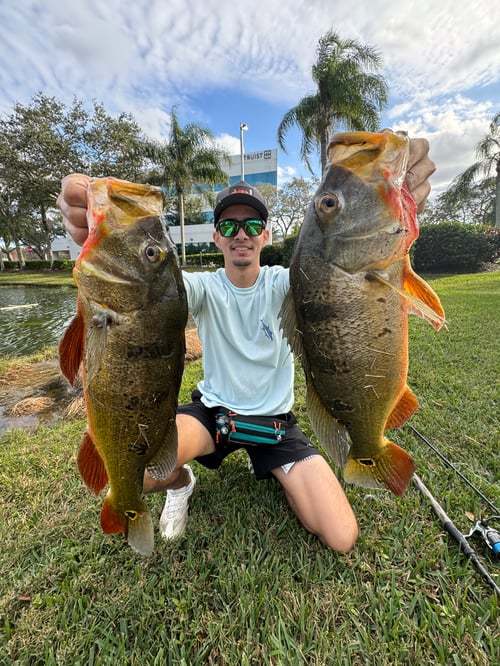 Land Based Peacock Bass Trip