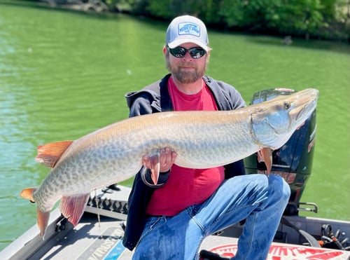 Tennessee Musky Fly Fishing