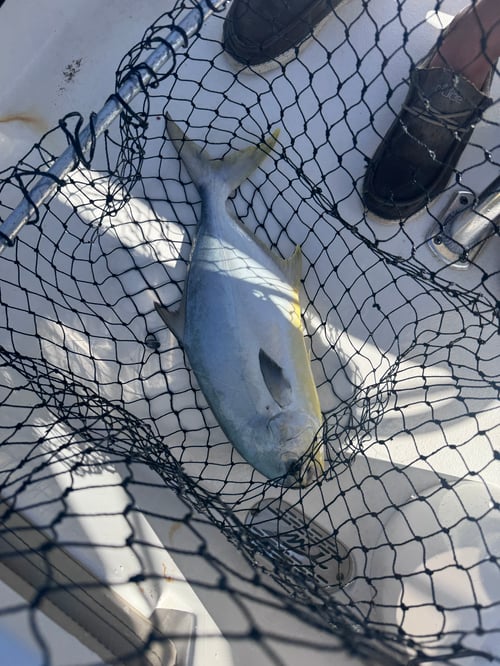 Sarasota Inshore/Nearshore