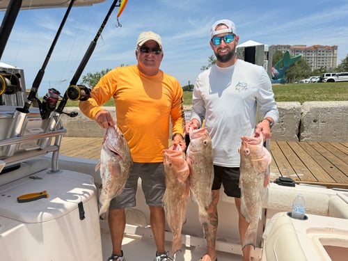 Sarasota Offshore W/ Capt Mike