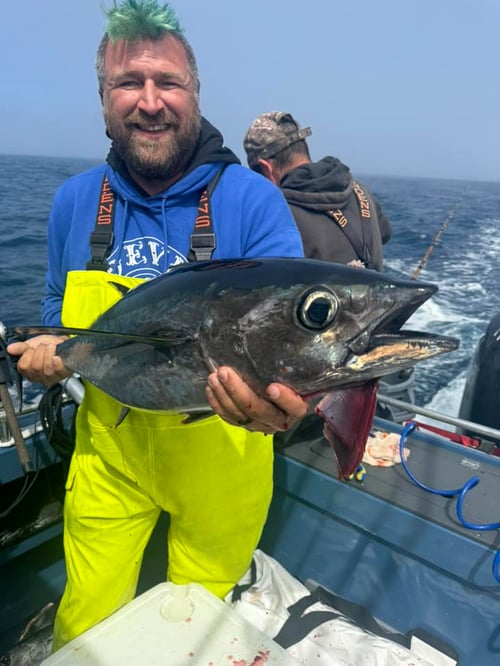Bluefin tuna