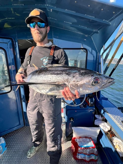 Bluefin tuna