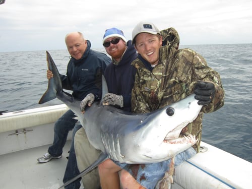 6 or 8-Hour Shark Trip