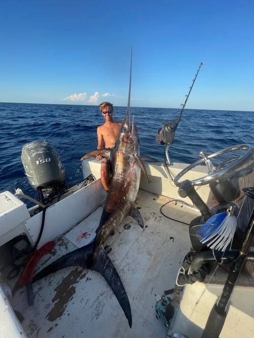 Swordfish / trolling 