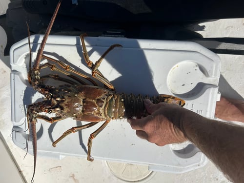 Lobstering