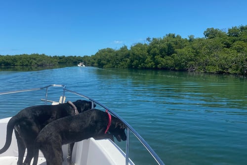 Island Hopping