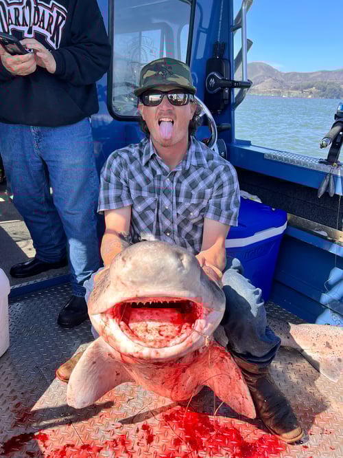 Sevengill, soupfin, leopard shark 