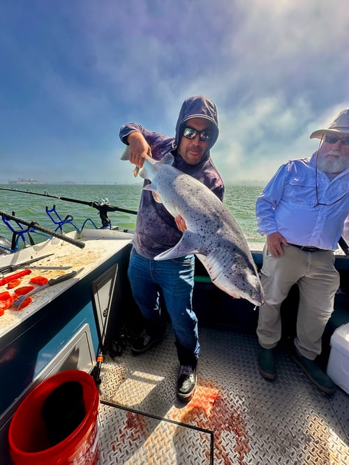 Sevengill, soupfin, leopard shark 