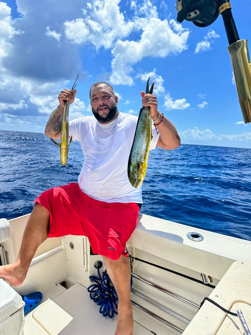 Shark Fishing