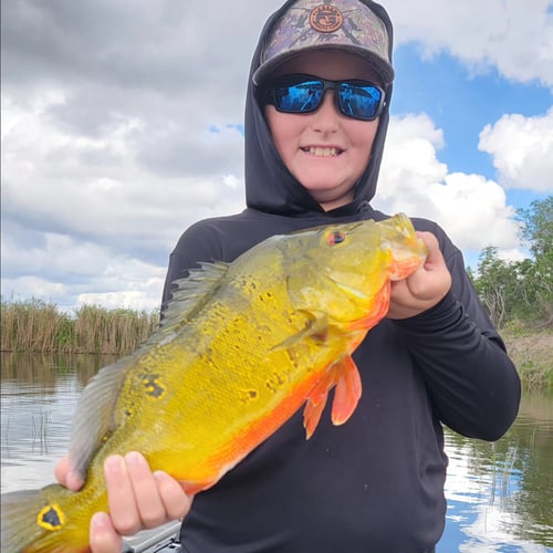 4-8 Hr Trip–Peacock/Largemouth Bass