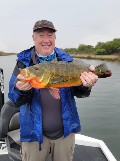4-8 Hr Trip–Peacock/Largemouth Bass