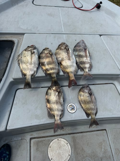 Morning Half Day Trip