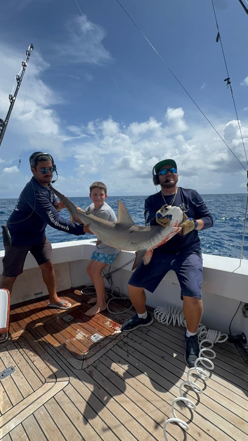 EXTREME SHARK FISHING