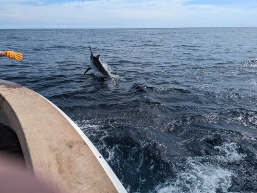 Offshore fishing, Panama