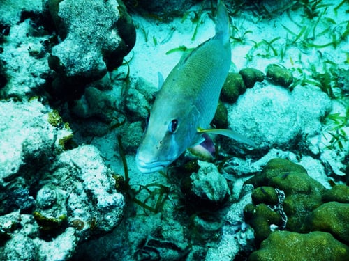 Snorkling and Eco Tours 