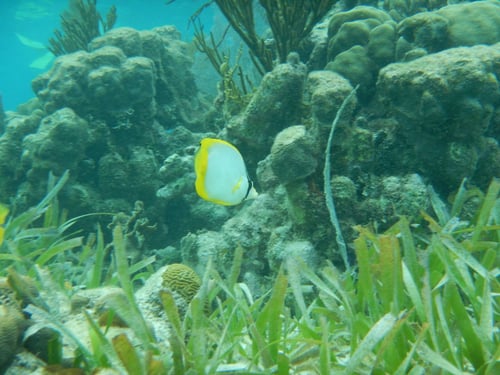 Scuba/Snorkel excursions