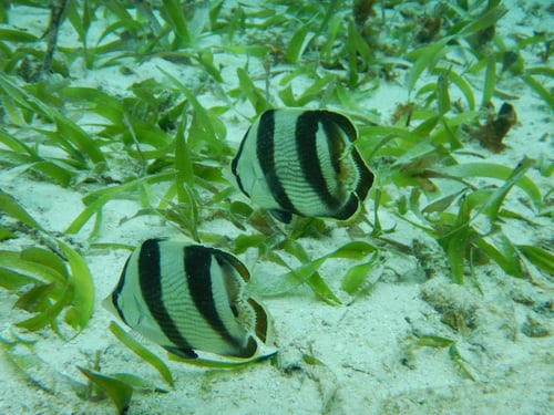 Scuba/Snorkel excursions