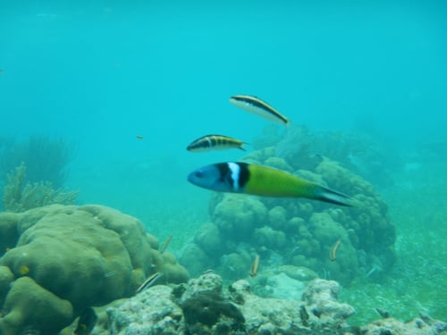 Scuba/Snorkel excursions