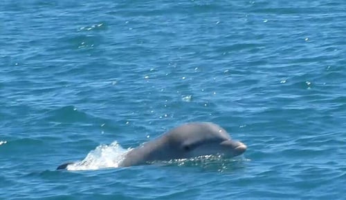 Dolphin Tours