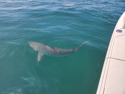 2 Hour Trip – Shark 