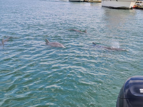 Morris Island & Eco Tours