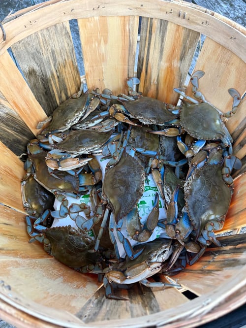 Crabbing and Casting Adventure!