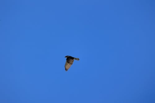 Key West Birding Tour