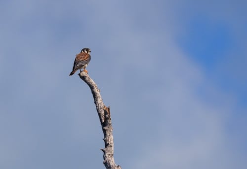 Key West Birding Tour