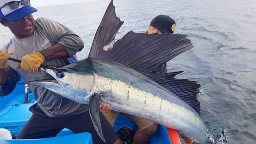 4-8 Hour Offshore Trip