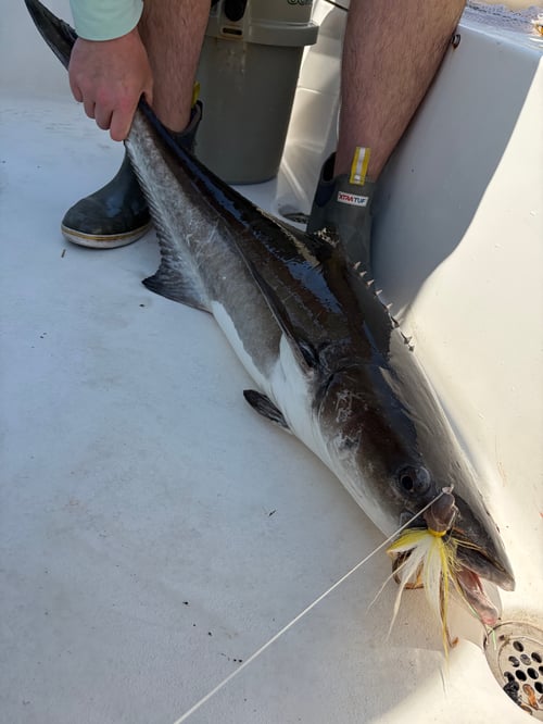 Virginia Beach Inshore Fishing