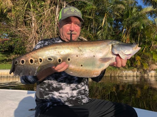 Everglades Clown Knifefish Trips