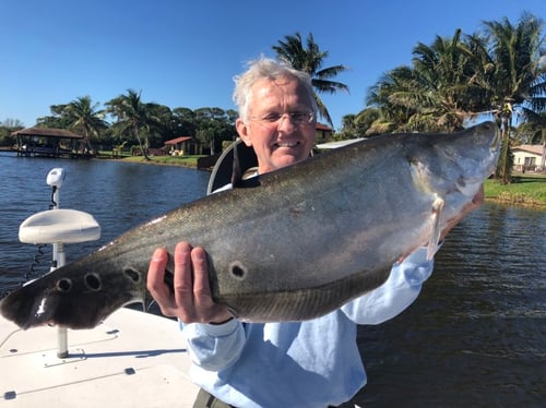Everglades Clown Knifefish Trips