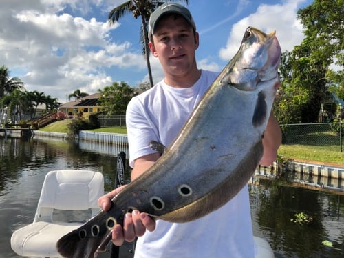 Everglades Clown Knifefish Trips