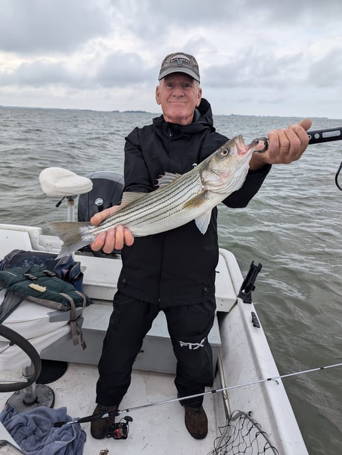 5 Hour Striped Bass In-Shore Trip