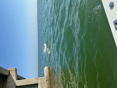 6-8 Hour Tarpon Trip