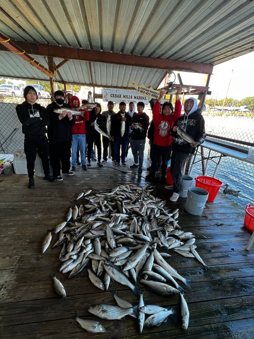 Lake Texoma Striper Fishing Guides 