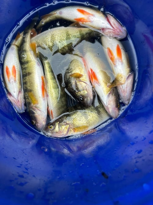 8 Hour Trip – Winter Combo