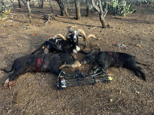 Big Game Exotics