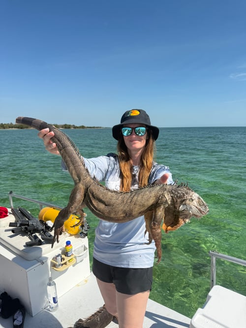 Iguana Hunt 