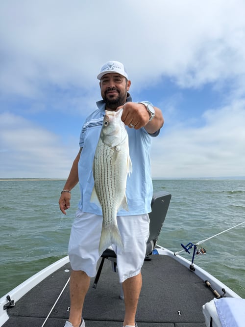 4 Hour Striper-White Bass-Hybrid 