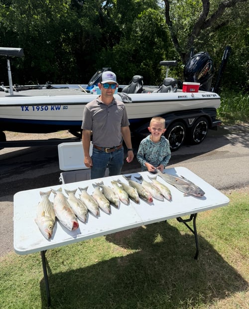 4 Hour Striper-White Bass-Hybrid 