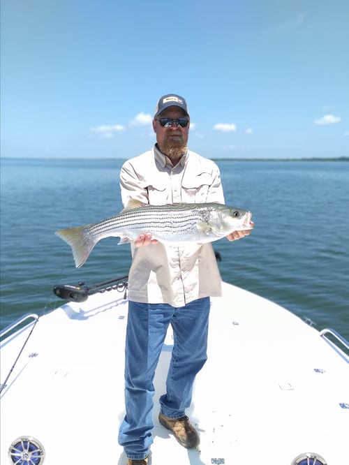 Winter Lure Big Fish Special