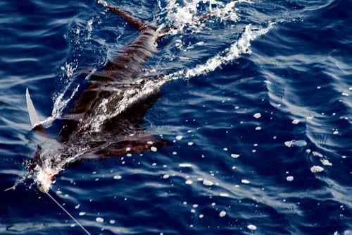 BIG GAME FISHING IN MAZATLAN, MEX