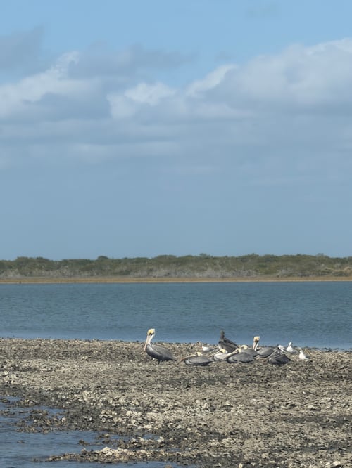 Whooping Crane/Birding Tour