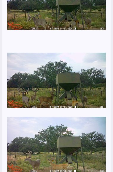 West Texas Whitetail